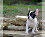 Small Photo #2 French Bulldog Puppy For Sale in ROYSE CITY, TX, USA