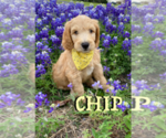 Puppy 6 Goldendoodle (Miniature)