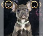Puppy Roody AKC French Bulldog