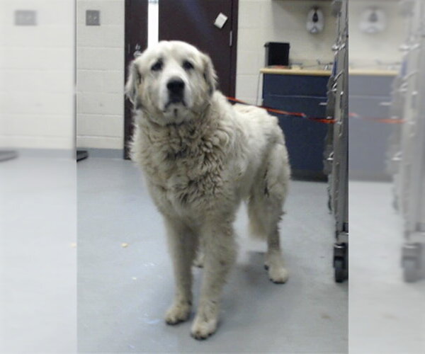 Medium Photo #1 Great Pyrenees Puppy For Sale in Fayetteville, NC, USA