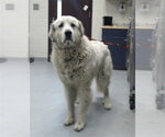 Small Great Pyrenees