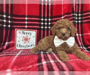 Cock-A-Poo Puppy for sale in LAKELAND, FL, USA