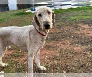 Golden Retriever-Unknown Mix Dogs for adoption in New York, NY, USA