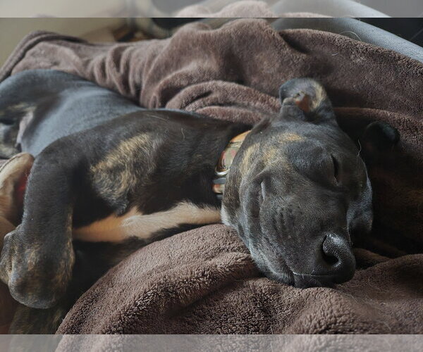 Medium Photo #2 Mutt Puppy For Sale in Brooklyn Center, MN, USA