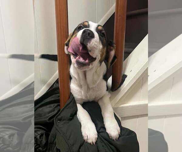 Medium Photo #23 Jack Russell Terrier-Unknown Mix Puppy For Sale in New York, NY, USA