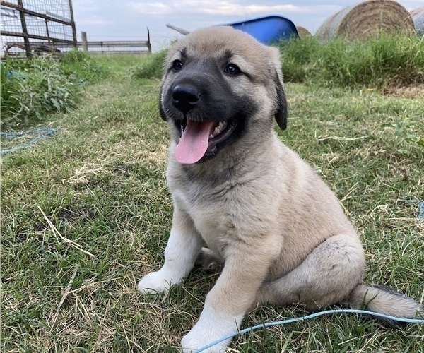 Medium Photo #10 Anatolian Shepherd Puppy For Sale in ROBSTOWN, TX, USA