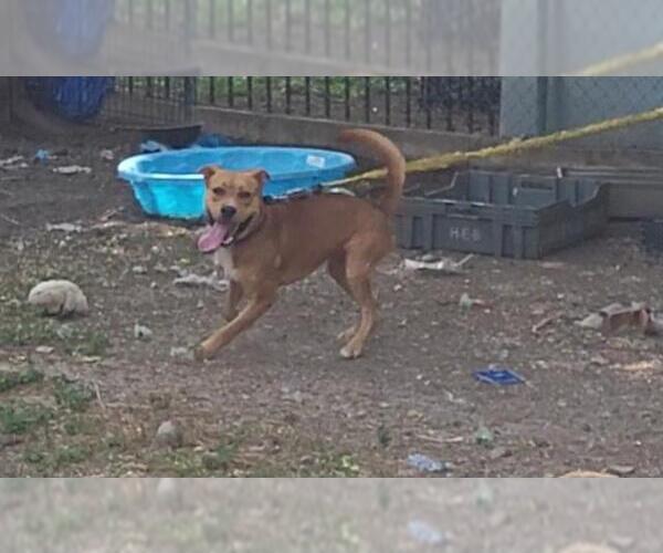 Medium Photo #1 Labrador Retriever-Unknown Mix Puppy For Sale in San Antonio, TX, USA