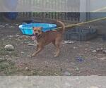 Small Labrador Retriever Mix