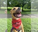 Small Bullboxer Pit