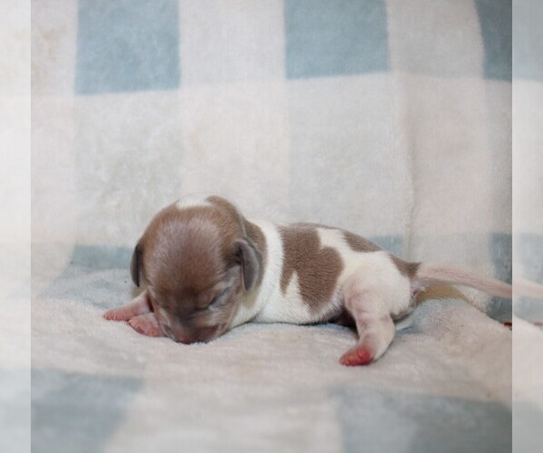 Medium Photo #5 Dachshund Puppy For Sale in BLMGTN, IN, USA