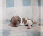 Small #4 Dachshund