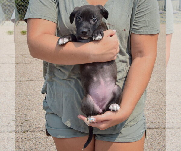 Medium Photo #4 Labsky Puppy For Sale in Huntley, IL, USA