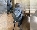 Small Photo #7 Labrador Retriever Puppy For Sale in HOWELL, NJ, USA