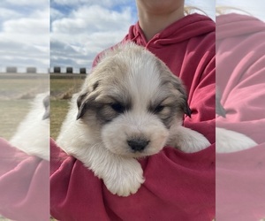 Great Pyrenees Puppy for sale in HUBBARD, IA, USA