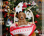 Small Photo #4 Goldendoodle Puppy For Sale in SAINT CLAIR SHORES, MI, USA