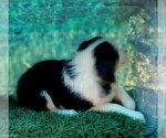 Small Photo #17 Australian Shepherd Puppy For Sale in SYLVA, NC, USA