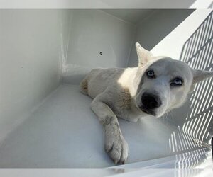 Siberian Husky-Unknown Mix Dogs for adoption in Houston, TX, USA