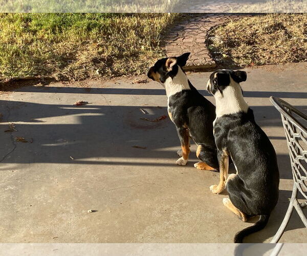 Medium Photo #2 Mutt Puppy For Sale in Aurora, CO, USA