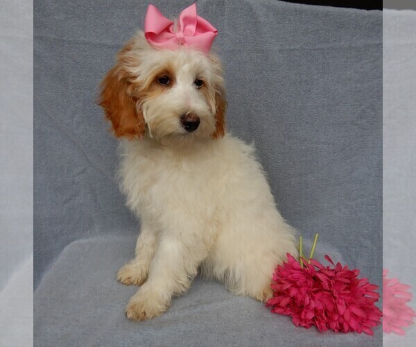 Medium Photo #9 Goldendoodle (Miniature) Puppy For Sale in MILLERSBURG, OH, USA