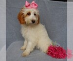 Small #8 Goldendoodle (Miniature)