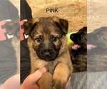 Puppy Pink German Shepherd Dog