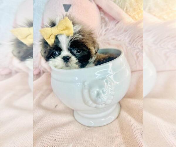 Medium Photo #7 Shih Tzu Puppy For Sale in TAMPA, FL, USA