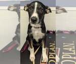 Small #2 Border Collie Mix