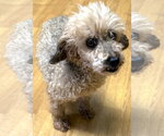 Small #2 Poodle (Miniature)