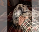 Small Photo #57 Great Dane Puppy For Sale in PIERSON, MI, USA