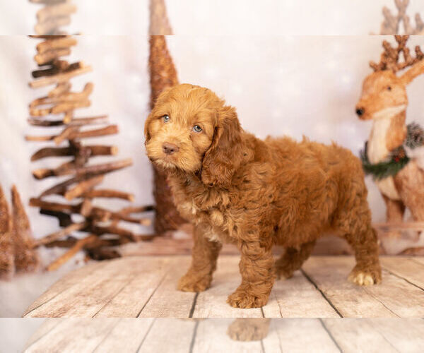 Medium Photo #4 Cocker Spaniel-Poodle (Miniature) Mix Puppy For Sale in WARSAW, IN, USA