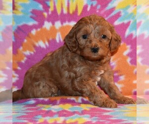 Goldendoodle-Poodle (Miniature) Mix Puppy for sale in SUNBURY, PA, USA