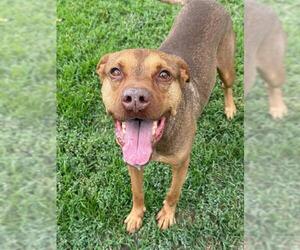 Mutt Dogs for adoption in Riverside, CA, USA