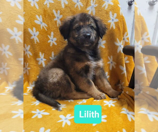 Medium Photo #1 Retriever -Unknown Mix Puppy For Sale in Richmond, IN, USA