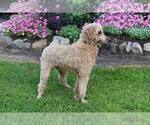 Small Photo #1 Goldendoodle Puppy For Sale in SHERIDAN, MI, USA