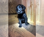 Small Photo #17 Labradoodle Puppy For Sale in ROBERTA, GA, USA