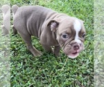Small #4 Olde English Bulldogge
