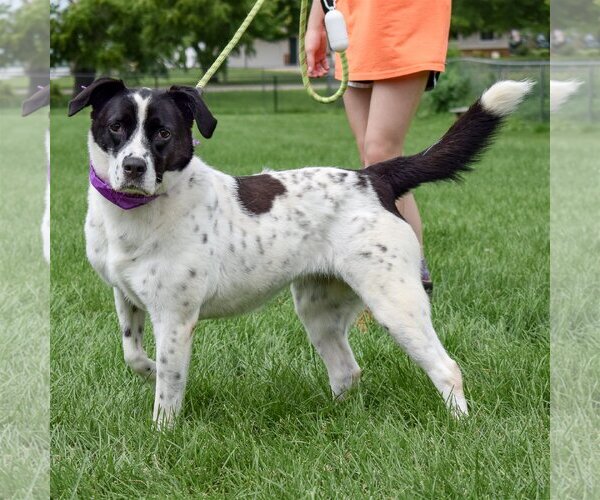 Medium Photo #4 Border Collie-Unknown Mix Puppy For Sale in Huntley, IL, USA