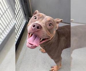 American Pit Bull Terrier-Unknown Mix Dogs for adoption in Fayetteville, NC, USA