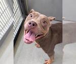 Small American Pit Bull Terrier Mix