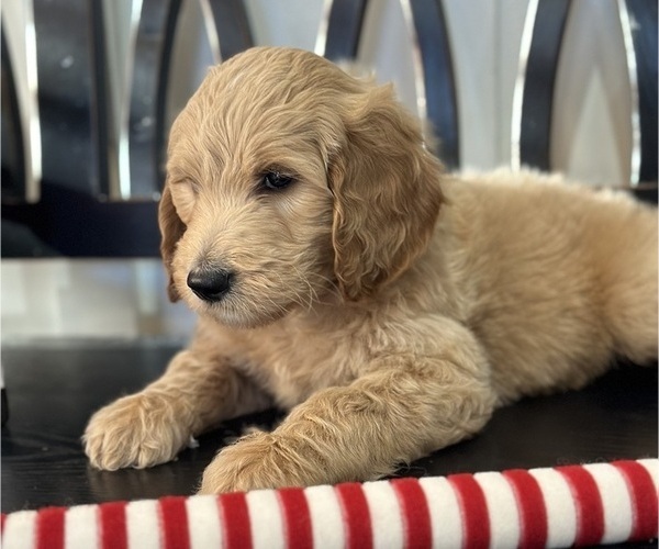 Medium Photo #4 Goldendoodle Puppy For Sale in DAWSONVILLE, GA, USA