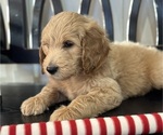 Small Photo #4 Goldendoodle Puppy For Sale in DAWSONVILLE, GA, USA