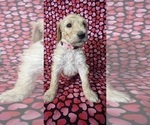 Small Photo #5 Goldendoodle Puppy For Sale in CITRUS HEIGHTS, CA, USA