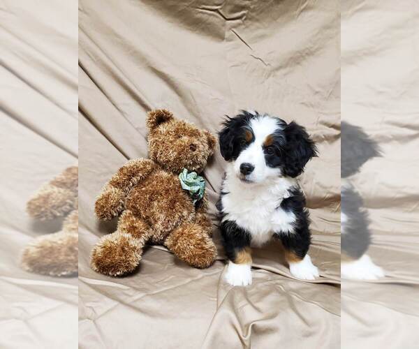 Medium Photo #1 Bernedoodle Puppy For Sale in ATOKA, OK, USA
