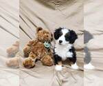 Small Photo #1 Bernedoodle Puppy For Sale in ATOKA, OK, USA