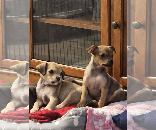Medium Photo #7 Chihuahua Puppy For Sale in Arlington, WA, USA