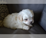 Puppy Blake Mal-Shi