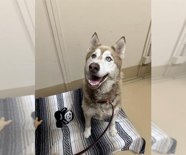 Medium Photo #1 Siberian Husky Puppy For Sale in Chula Vista, CA, USA