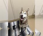 Small Siberian Husky