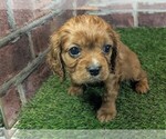 Small #11 Cavalier King Charles Spaniel