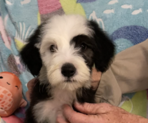Old English Sheepdog-Sheepadoodle Mix Puppy for sale in BROADWAY, NC, USA